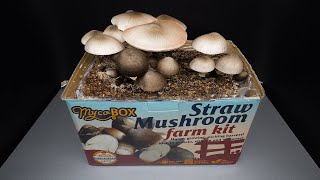 Growing Straw Mushroom with Grow Kit - Time Lapse