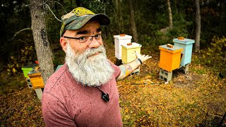 Where to put your first beehive