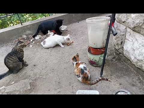 Feeding stray cat #cat #viral