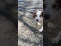 Dog Reacts to Ace Ventura Music (and it's hilarious) #short #shorts #poordog