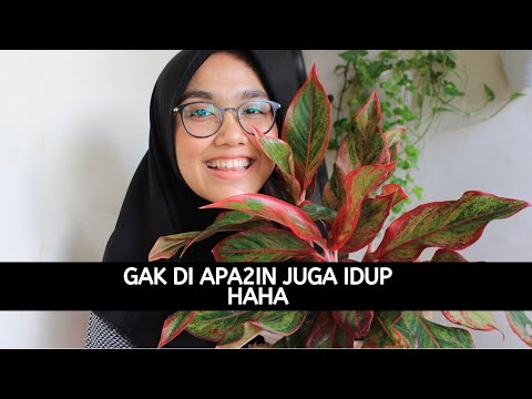 TANEMAN CEPET NUMBUH DAN GAMPANG DI URUS
