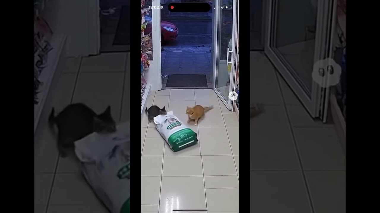 Коты грабители пришли к тебе, тук-тук. Cr3min4ls on the loose closed your