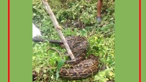 20-ft-long live python found at Longview tea estate in Darjeeling