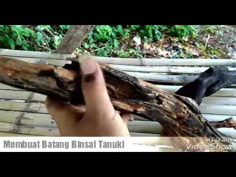 Batang Bonsai kayu  Mati yang  Bagus  100 alami YouTube