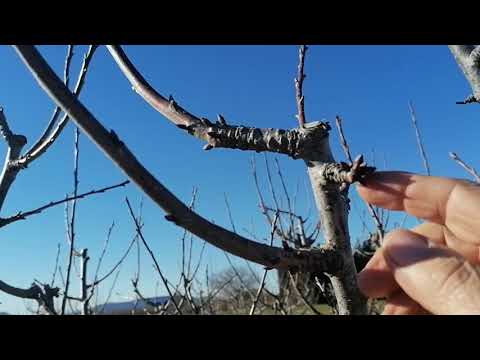 Video: Cultivo de un ciruelo gitano: cómo cuidar un árbol 