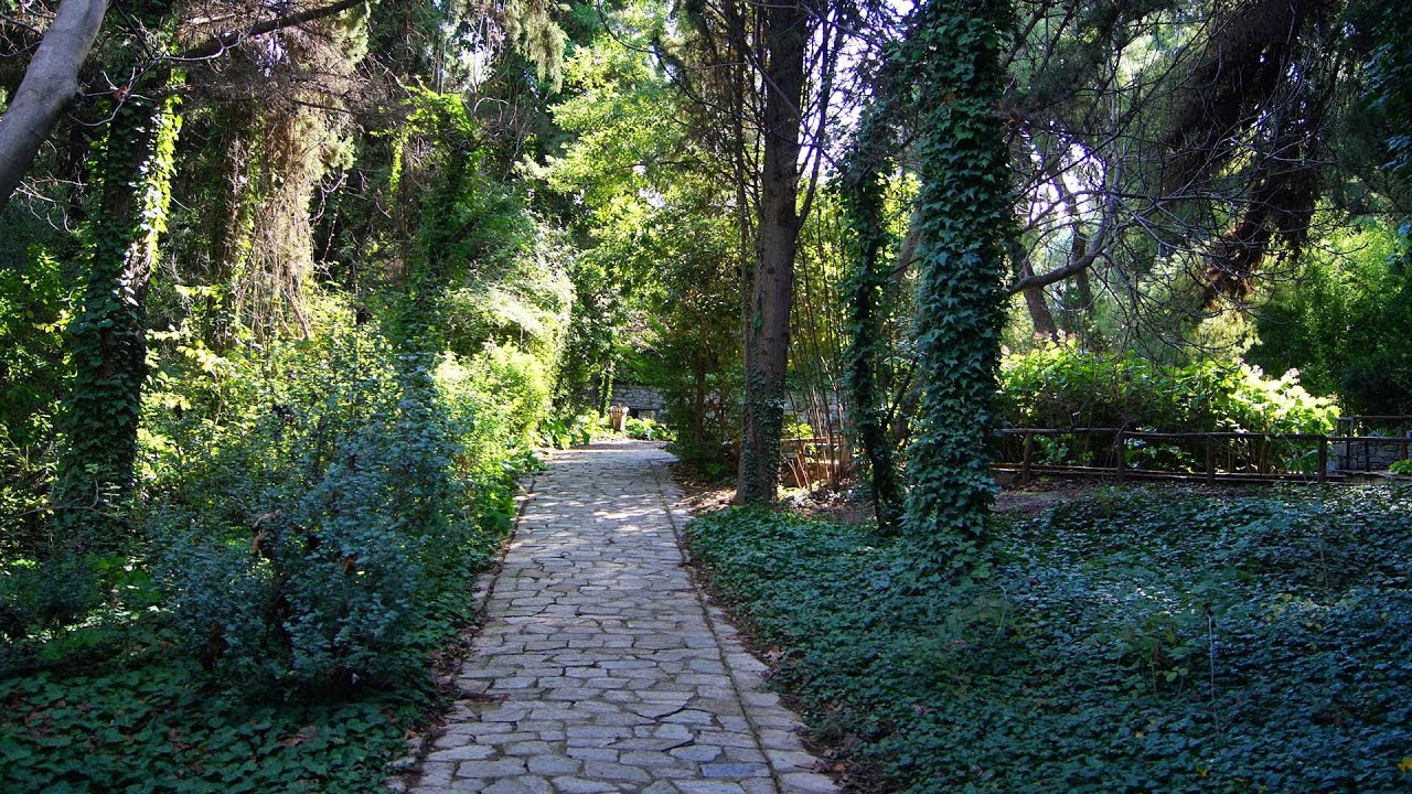 Ξήρανση Κωνοφόρων Δέντρων | Μύθοι και πραγματικότητα