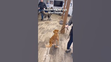 Reactive dog before & after training #traineddogs #dogtrainer #dogtraining #reactive #reactivedog