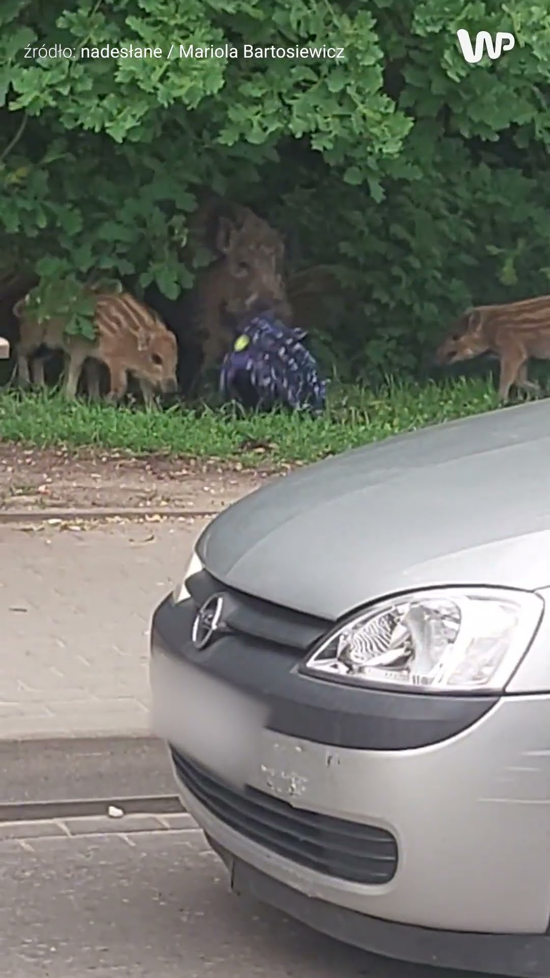 Dziki idą na zakupy do Kaflandu