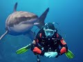 Как поставить на фон водолаза акулу в фотошоп