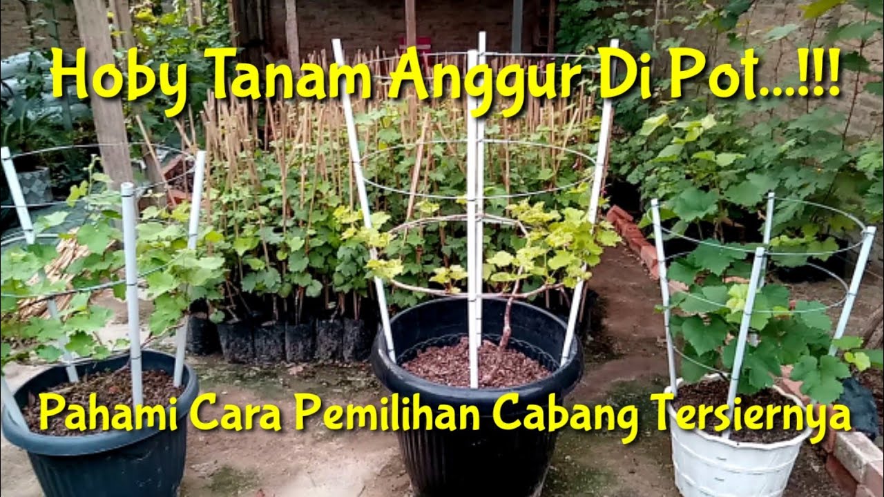 Cara Pemilihan Cabang Tersier Dari Bud Pada Tabulampot Anggur