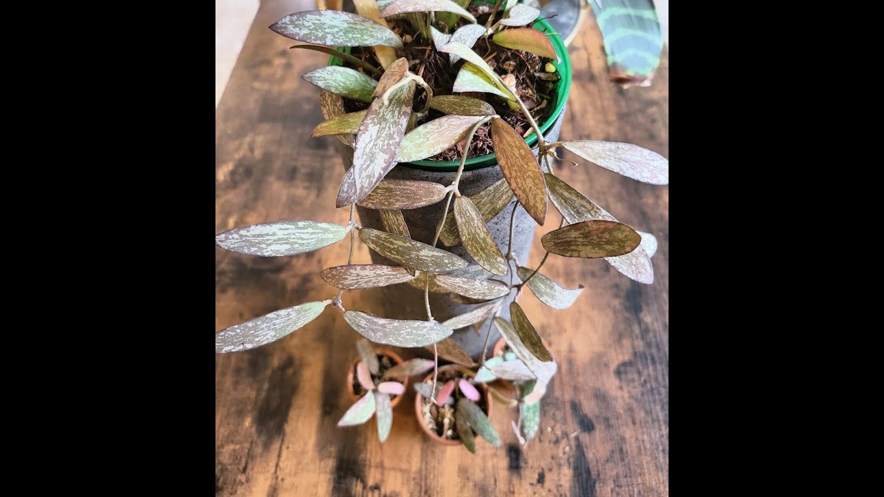 Hoya Sigillatis I Care + Propagation Tips