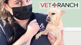 From Highway to Home: One Chi's Journey by Vet Ranch 17,449 views 9 months ago 20 minutes