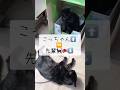 天才⁉️賢すぎるピンチ脱出劇‼️ #しゃべる猫