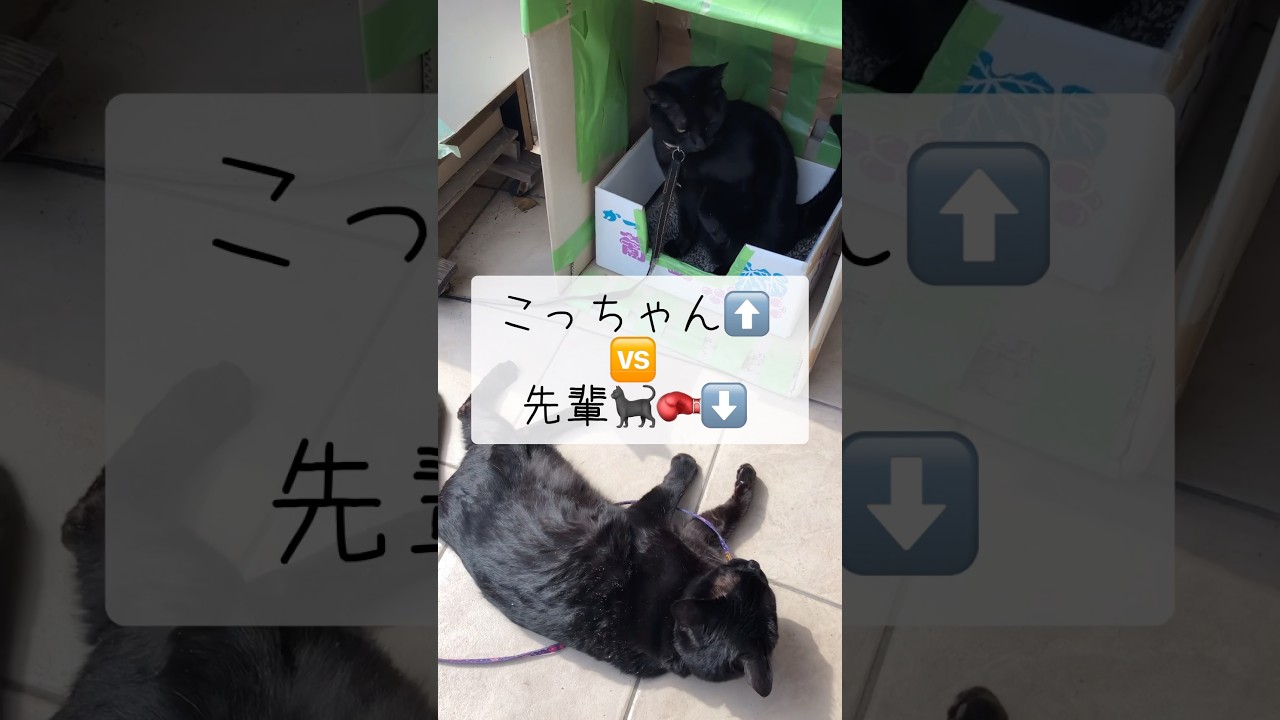 天才⁉️賢すぎるピンチ脱出劇‼️ #しゃべる猫