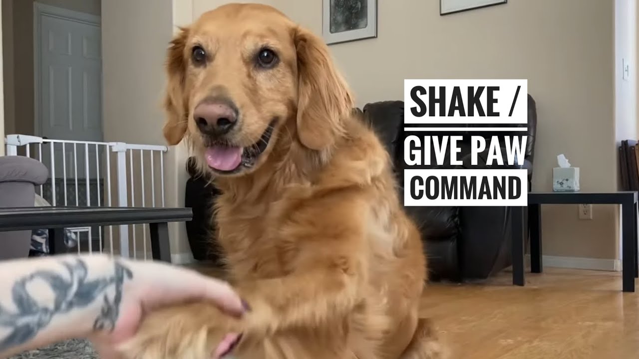 How to train your dog to shake / give paws YouTube