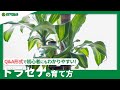 ☘97：ドラセナの育て方｜日当たりや冬越しの方法、剪定や日々の管理などもご紹介【PlantiaQ&A】植物の情報、育て方をQ&A形式でご紹介