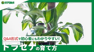 ☘97：ドラセナの育て方｜日当たりや冬越しの方法、剪定や日々の管理などもご紹介【PlantiaQ&A】植物の情報、育て方をQ&A形式でご紹介