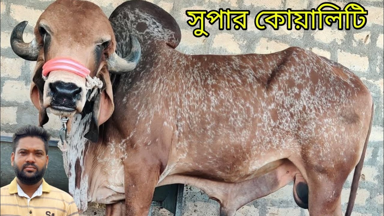 আমার দেখা সর্বোচ্চ হাই কোয়ালিটির বিদেশী জাতের গরু দেখুন সাইফুল ভাইয়ের খামার থেকে 