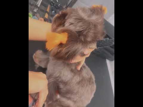 Креативный груминг для йорков Оливки и Оники🐾 в TEZI