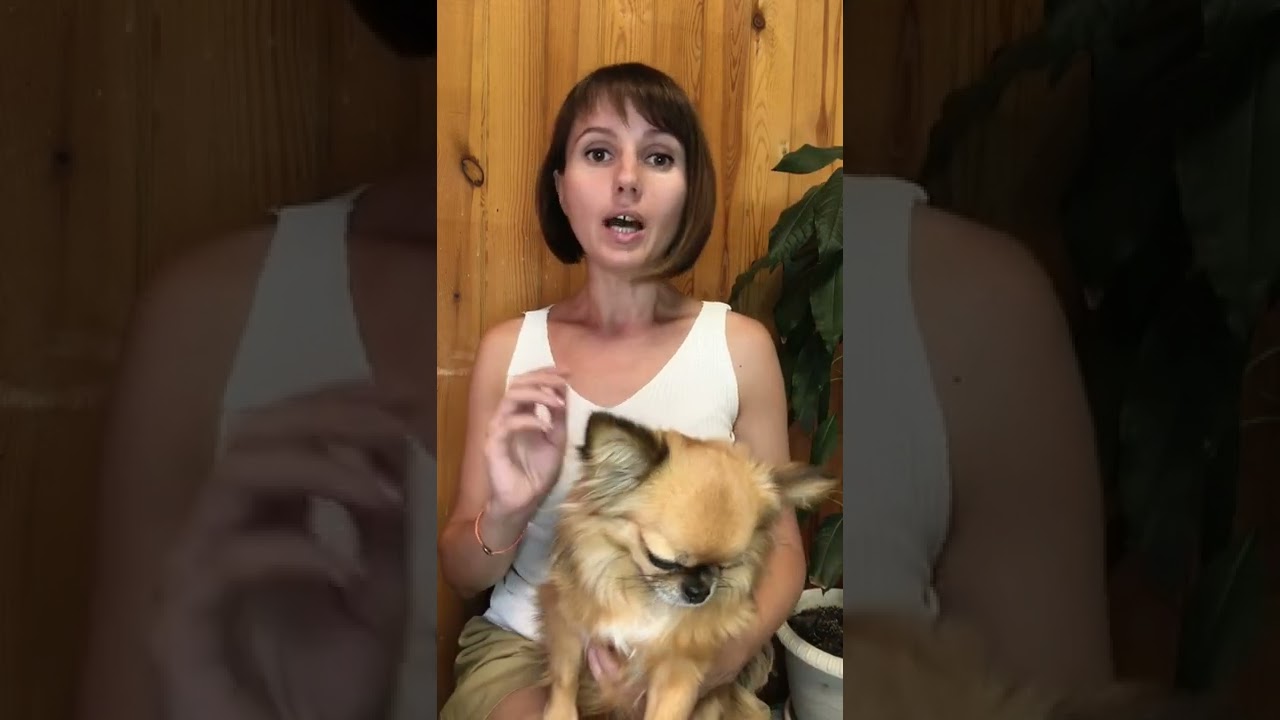 Одежда для собак дань моде, прихоть владельцев или необходимость? #одеждадлясобак #длясобак #собаки