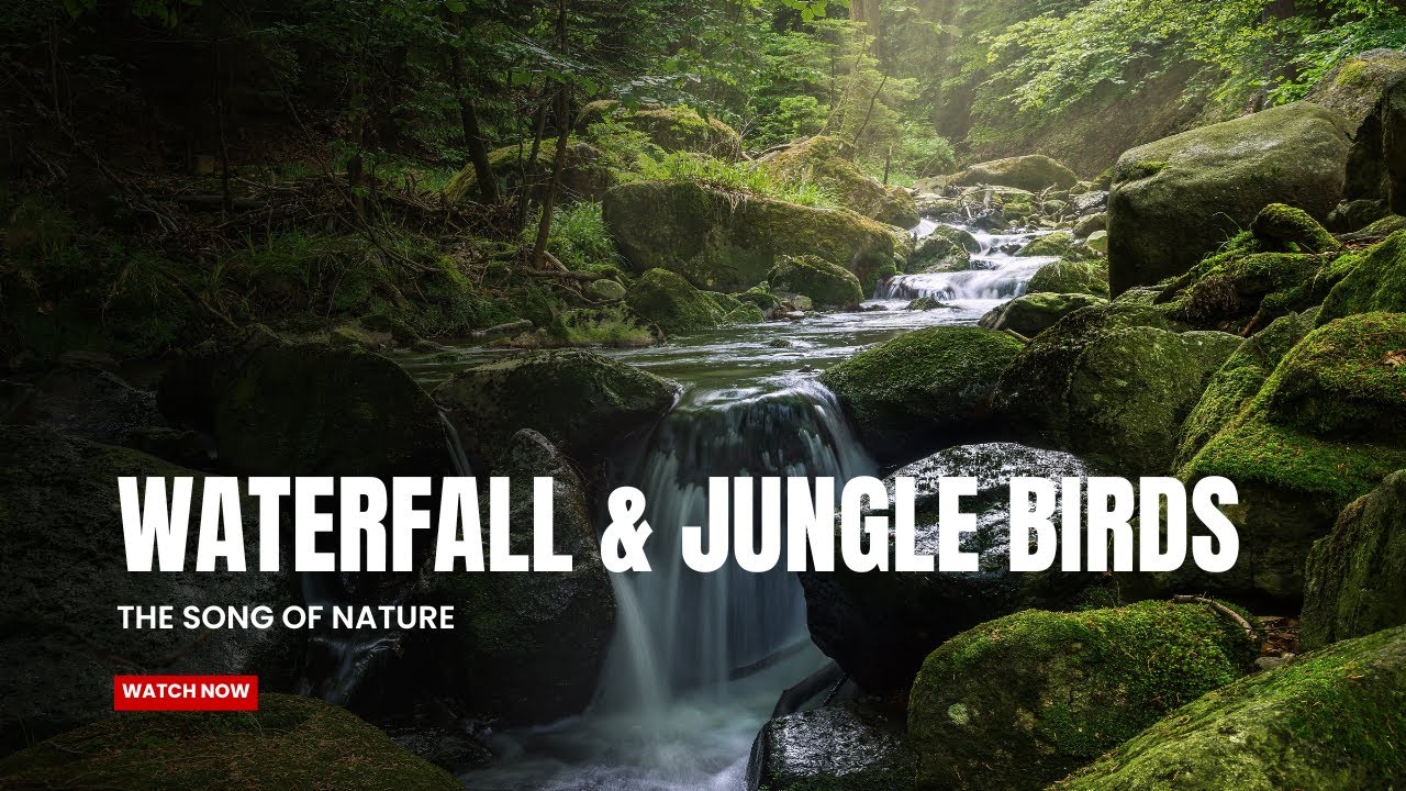 🌿 Relaxing Jungle Waterfall & Birdsong Nature Sounds for Sleep ...
