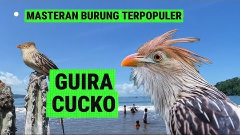 Masteran Suara tembakan burung guira cucko gacor untuk masteran isian murai batu #masteranburung 