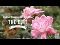 Roses for Beginners | The Dirt | Better Homes & Gardens