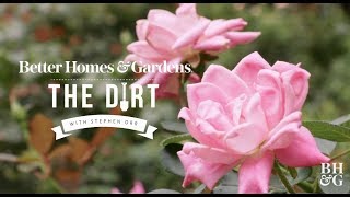 Roses for Beginners | The Dirt | Better Homes \& Gardens