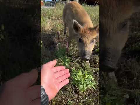 Рыбки наловили,нужно довести до ума #животные #hunting #animals #pig #лесной #кабан #собака #doglife
