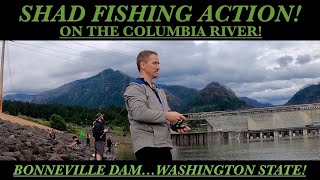SHAD FISHING ACTION ON THE COLUMBIA RIVER...Bonneville Dam Washington State...#sturgeon #salmon