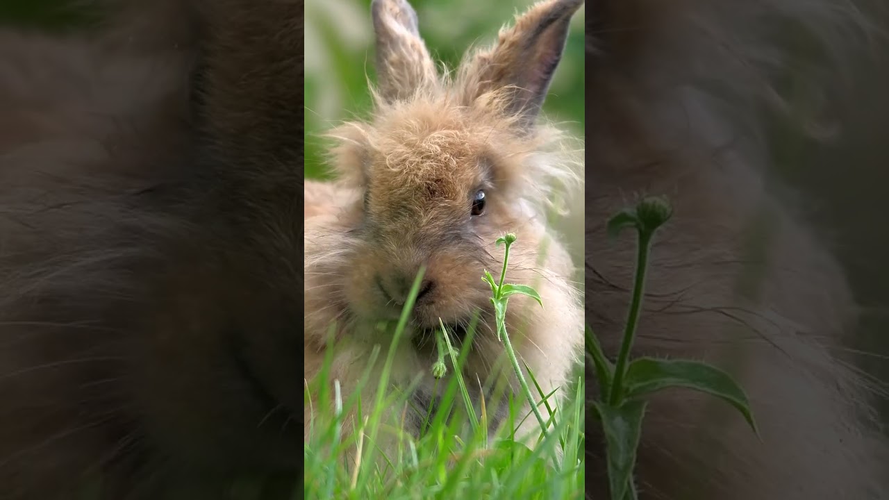 Did You Know? | NATURE Shorts | PBS