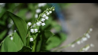 Les fleuristes ne pourront finalement pas vendre leur muguet dans la rue le 1er mai