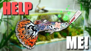 How Do I Get Rid of Ammonia? Watch This NOW!