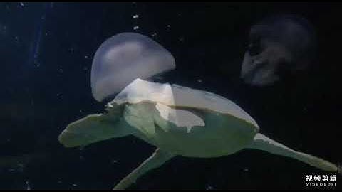 Surah al-Fath in the voice of Sheikh Idris Abkar سورة الفتح بصوت الشيخ إدريس أبكر