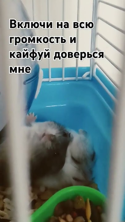 Хомяки - YouTube