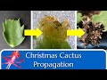 Christmas cactus propagation by leaf cuttings