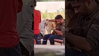unconditional love ❤️ #dogreels #viralvideo #ytshorts #comedy #pets #germanshepherd #doglove #dog