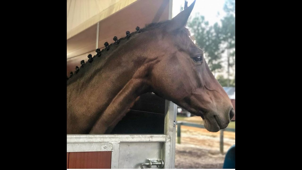Oldcourt Grafen Dance "Bean" - Dressage