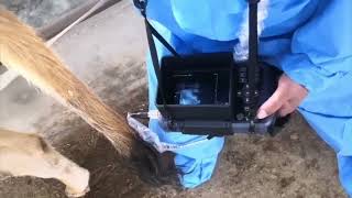 Pig Portable Sonar Machine Animal Ultrasound Scanner Goat Pregnancy Tester Cow Farm Heat Detection