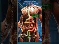 protein is necessary for human body