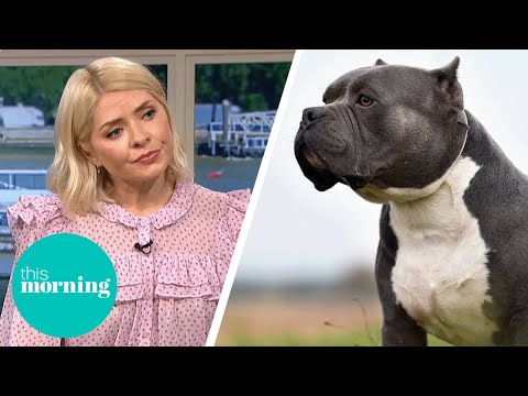 How Will The American XL Bully Ban Be Implemented? | This Morning