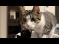 寝坊したぜ猫まみれライブ※飼い主風邪なので1時間限定