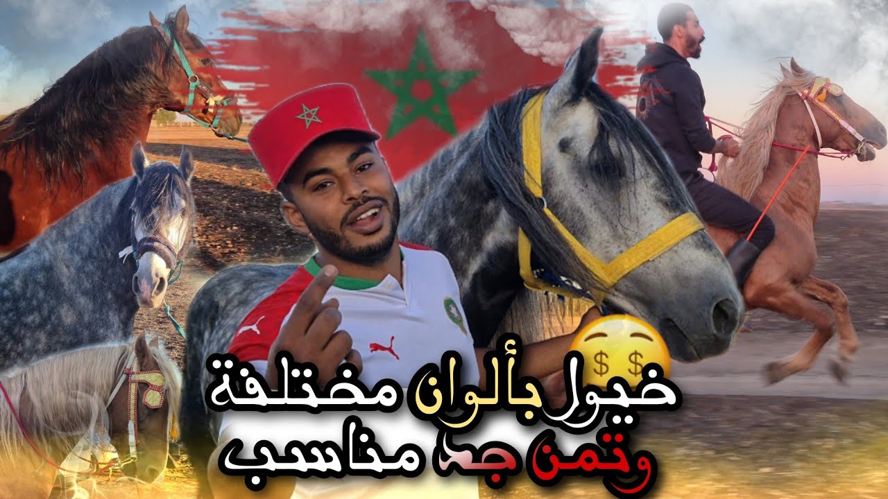 بمناسبة فوز المنتخب المغربي جبنا همزة لهبال خيول ملكي وبتمن مناسب للجميع شوفوا همزة كينة ولا لا 😱