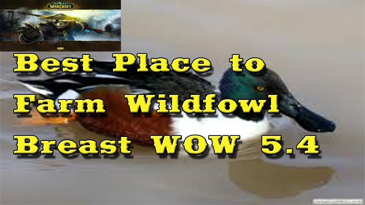 Best Place to farm Wildfowl breast. WoW 5.4 YouTube