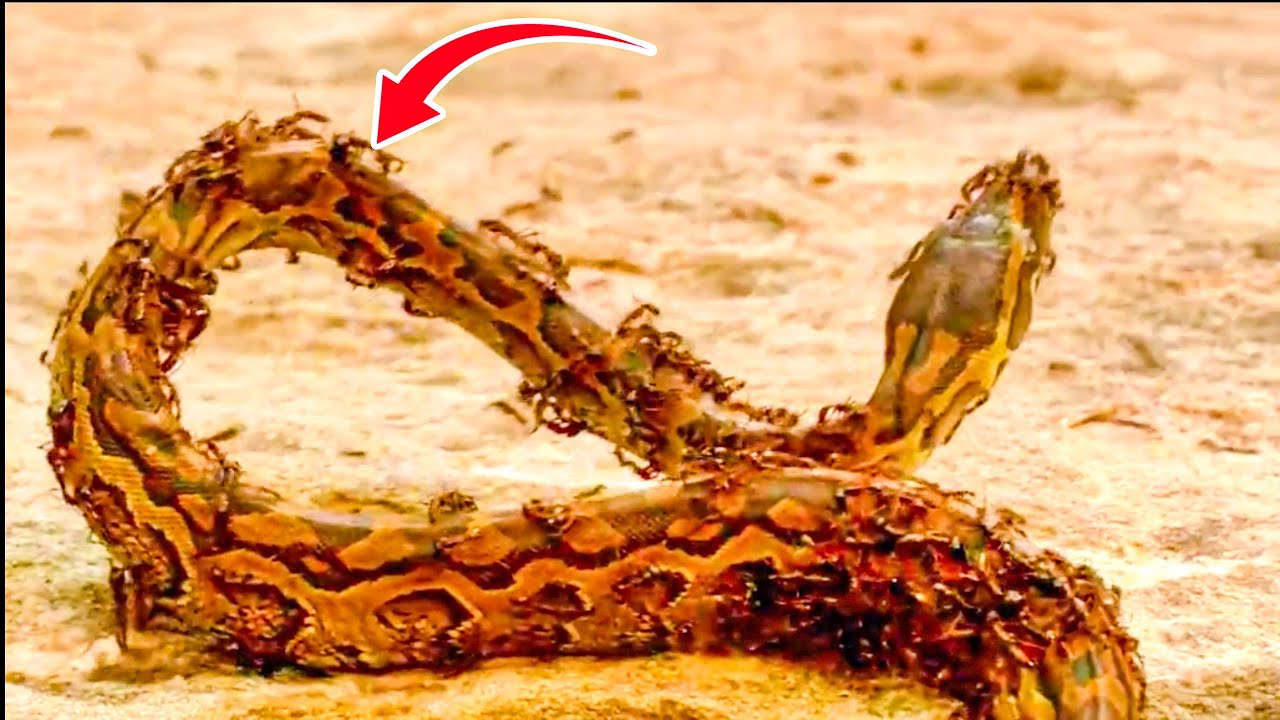 The python was surrounded and attacked by the ant army. 