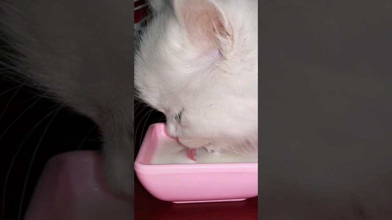nom nom nom😹👅 