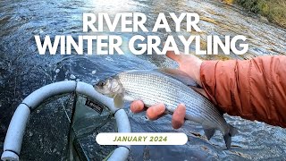 Euro nymphing for Grayling on the river Ayr  ❄