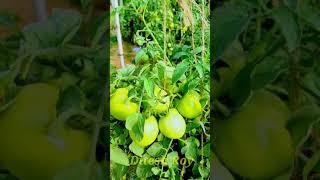 Grafted Tomato farming | #Shorts