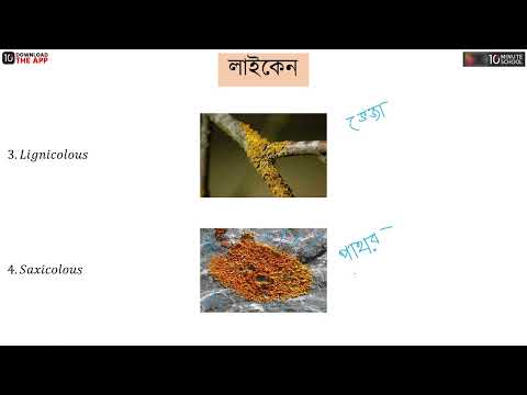 ভিডিও: রেইনডির লাইকেন কী