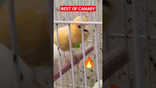 أقوى وأفخم تغريد لذكر الكناري?خراااافي?Canary Singing?Chant Canari fort?